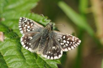 Grizzled skipper Steve Cheshire