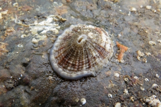 Keyhole limpet