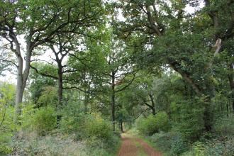 Wappenbury Wood Kate Sugden