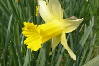 Harvest Hill Wild daffodil Steven Falk