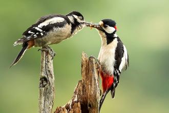 Great Spotted Woodpecker feeding junior Kathleen Everitt