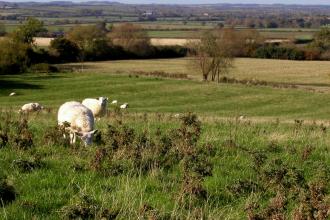 Radway Meadows sheep grazing