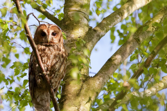 Tawny Owl Derek Lane