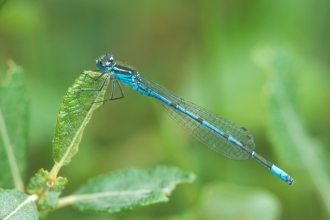 Azure Damselfly male Kay Reeve