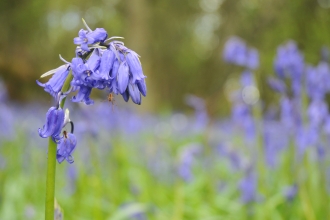 Bluebell Emma Richmond