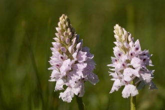 Orchid at Shadowbrook Meadow Simon Phelps