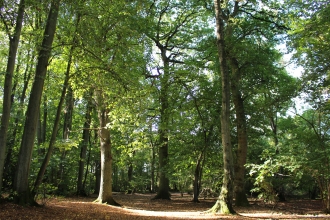 Ryton Wood Kate Sugden