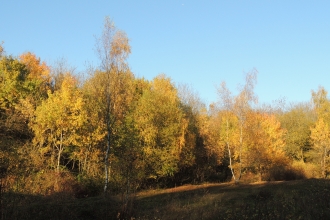 Snitterfield Bushes Autumn 2015 Charline Hue