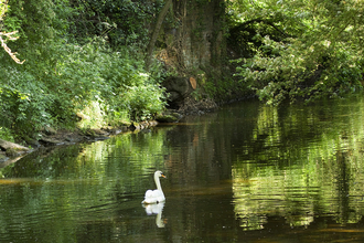 Swan Friends of the River Arrow