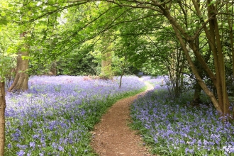 Tocil Wood Bluebells Ian Jelley