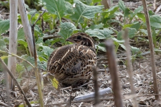 Common quail