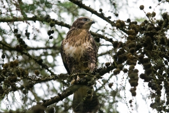 Buzzard Credit & notify Bob Coyle