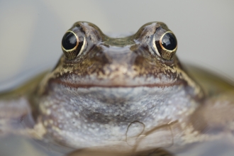 Common frog