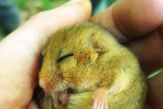 Dormouse in hand Credit Lorna Griffiths