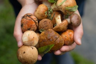 Foraging mushrooms Jane Lane shutterstock