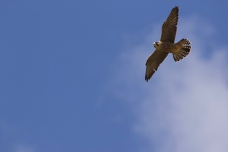Peregrine in flight Leamington Credit Lucy Burrell
