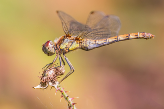 Photo comp 2018 Common Darter female Helen Scarsbrook