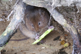 Water vole Credit Margaret Holland