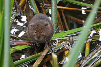 Water vole in river Credit Margaret Holland