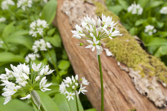 Wild garlic woodland Ross Hoddinott 2020VISION