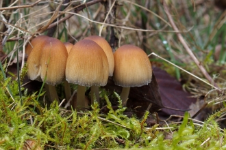 Glistening Inkcaps Cuttle Pool Credit Nick Wood Flickr