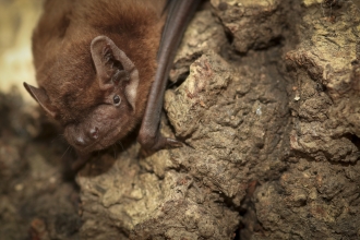 Noctule bat in tree