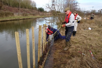 Water vole project Oxford Canal hedgelaying