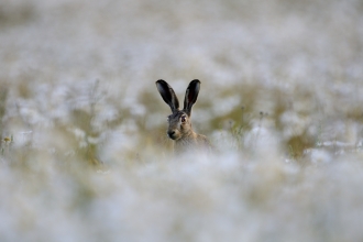 Brown hare - Credit David Tipling 2020 Vision.jpg