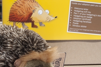 Adopt a hedgehog