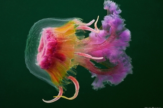 The mauve stinger jellyfish