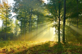 Dappled sunlight through wood Credit Piotr Krzeslak