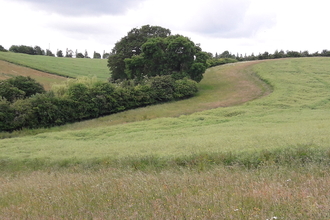 Species rich hedgerow with floristic field margin - Upton Estate