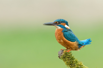 Kingfisher Credit Andrew Haynes