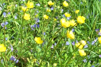 Meadow flowers Credit Friends of River Arrow