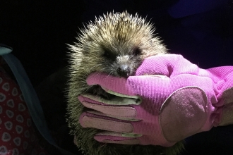 Hedgehog torchlight survey 2019 Credit Paula Irish