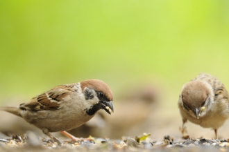 Tree Sparrow Credit Fergus Gill 2020Vision 