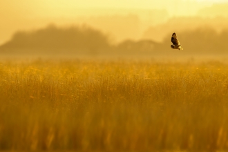 Short Eared Owl