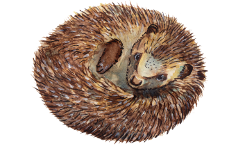 Opening-Hedgehog-Illustration