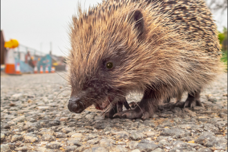 Hedgehogs-and-Development-Thumbnail