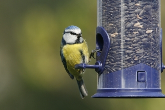 Blue tit on feeder Credit Nicholas Watts