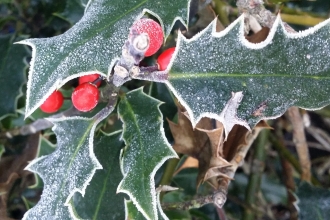 Holly in frost of winter