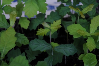 Oak tree sapling Dunsmore