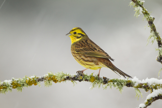 Yellowhammer Credit Mark Hamblin/2020VISION