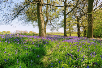 Bluebells Dan Loveard