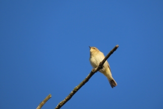 Chiff chaff Credit Hilary White