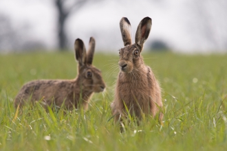 Pair of hares Luke O'Brien