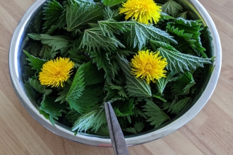 Nettles picked for soup Peter Barrack
