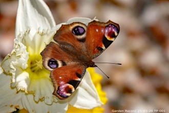 Peacock butterfly Credit Tony Penycate