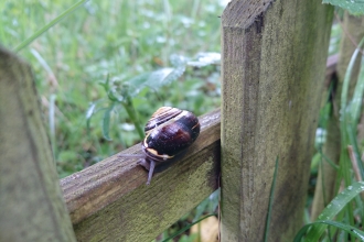 Snail Su Hartland Smith