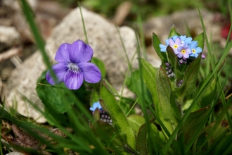 Violet and forget me nots Jacky Atkinson